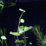 植栽から1日目　アマゾンチドメグサ